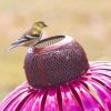 Pink Coneflower Bird Feeder Outdoor Decoration Garden Flower Picaflor Wild Bird Feeder Feeding Outside Rust Resistant Art Metal - Red - China